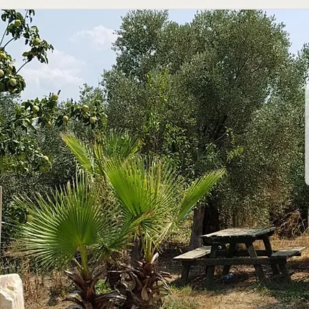 Oguz Orkan Bodrum